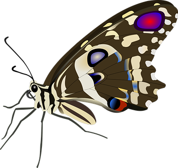 Colorful Butterfly Illustration PNG image