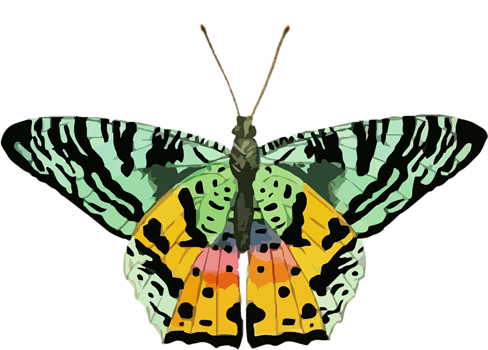 Colorful Butterfly Illustration PNG image