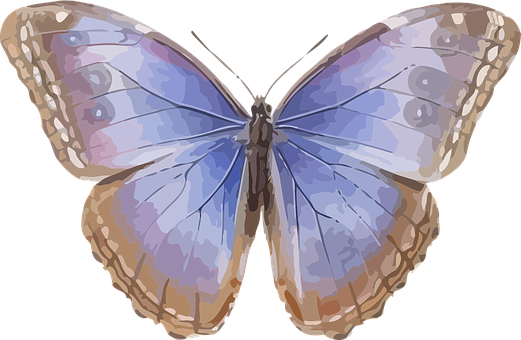 Colorful Butterfly Illustration PNG image