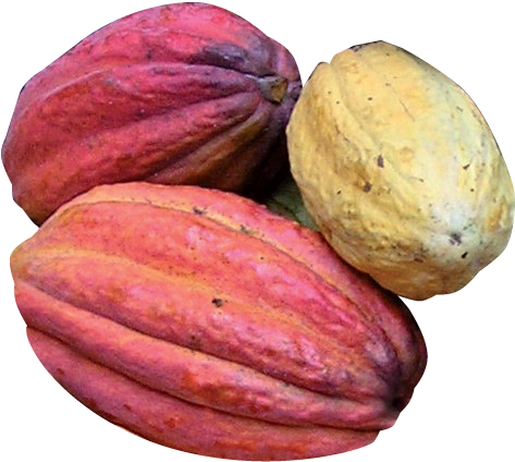 Colorful Cacao Pods Variety PNG image
