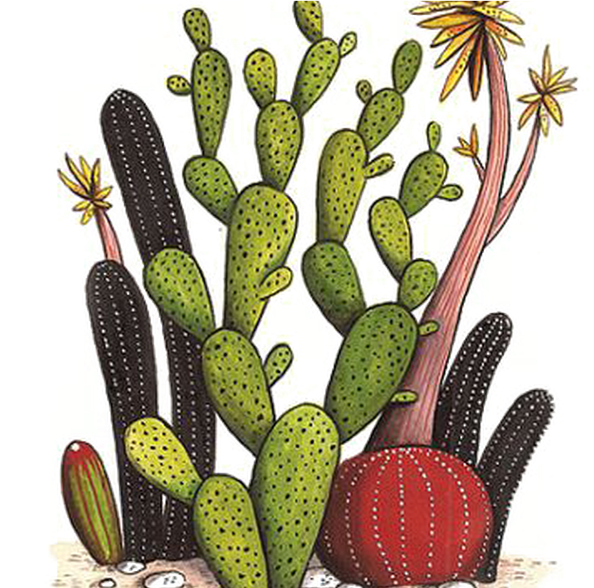 Colorful Cactus Collection Drawing PNG image