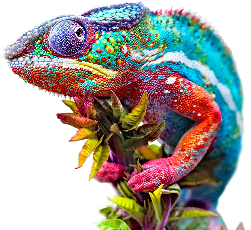 Colorful Chameleon Closeup.png PNG image