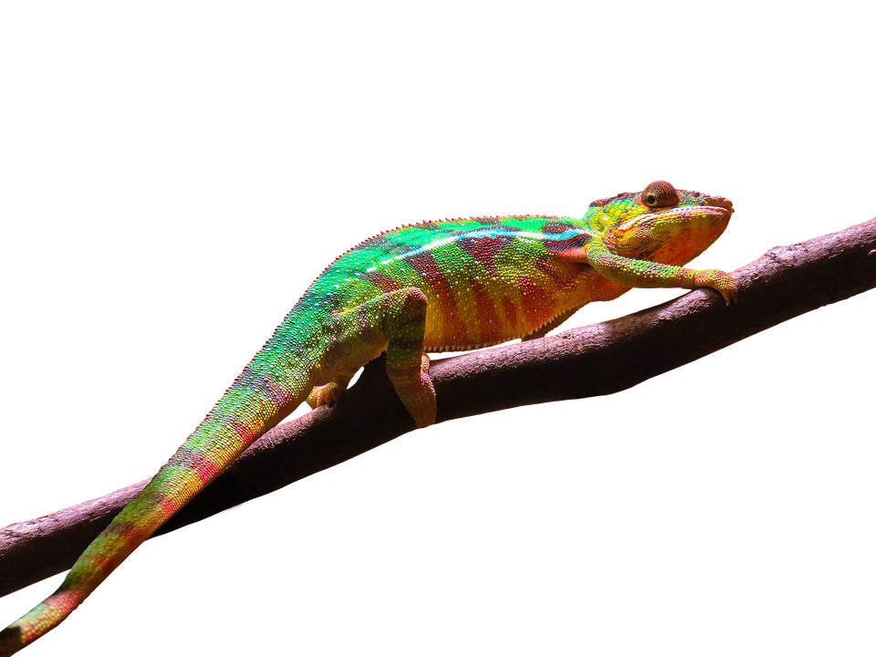 Colorful Chameleonon Branch PNG image