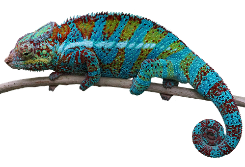 Colorful Chameleonon Branch.jpg PNG image