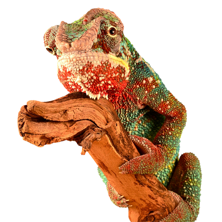 Colorful Chameleonon Branch.jpg PNG image