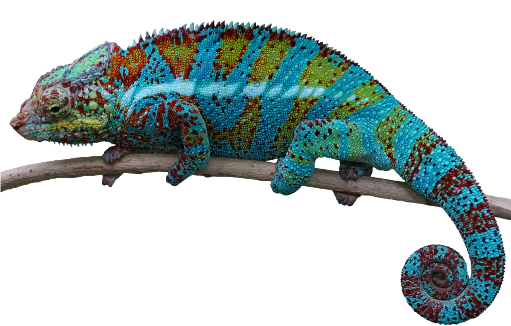 Colorful Chameleonon Branch PNG image