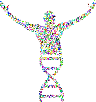 Colorful D N A Human Silhouette PNG image