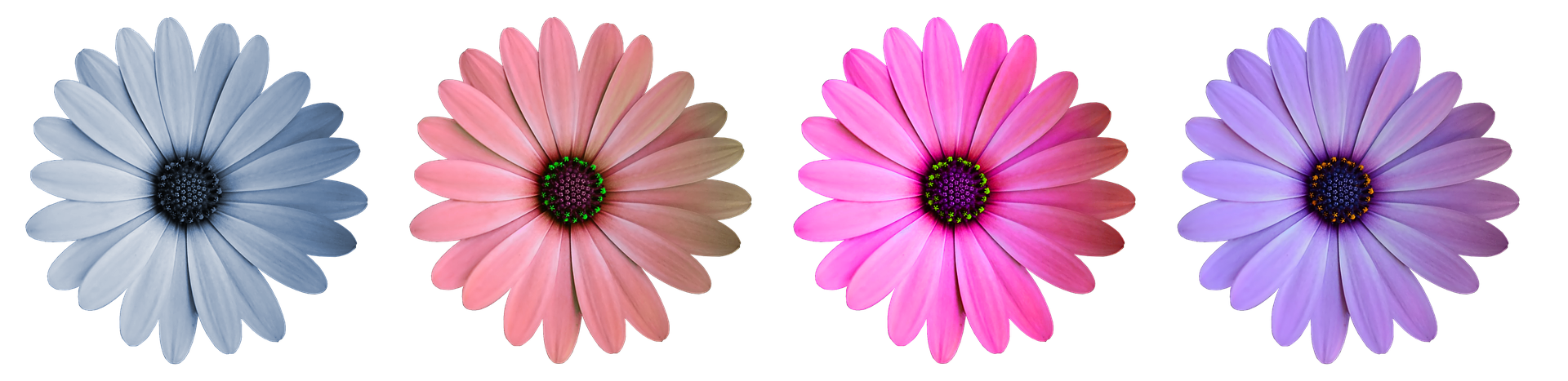 Colorful Daisy Collection Black Background PNG image
