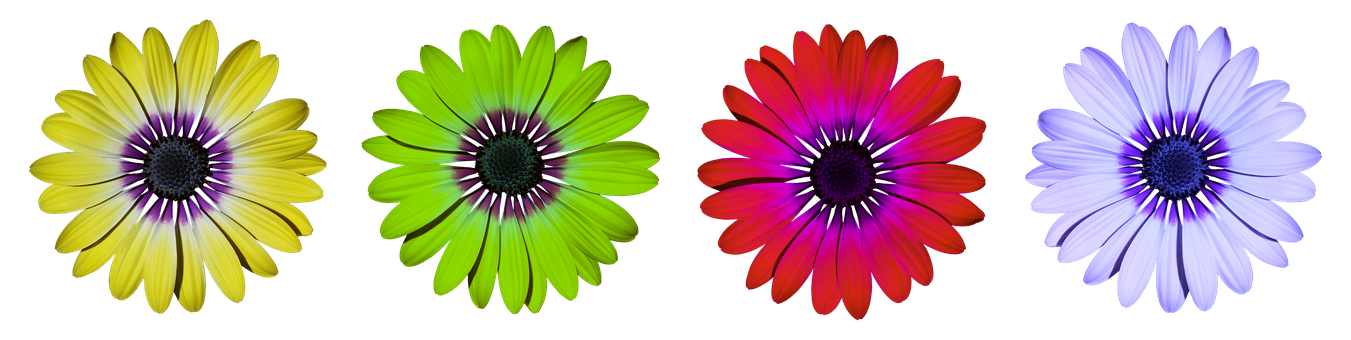Colorful Daisy Flowers Black Background PNG image