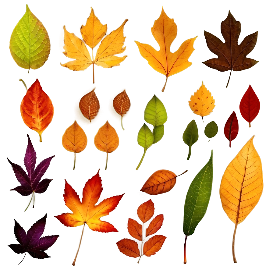 Colorful Fallen Leaves Collection Png Gva91 PNG image