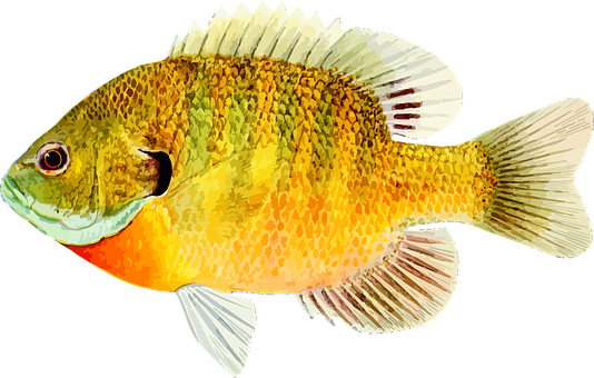 Colorful Fish Illustration PNG image