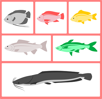 Colorful Fish Vector Illustration PNG image