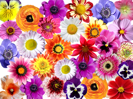 Colorful Floral Collage PNG image