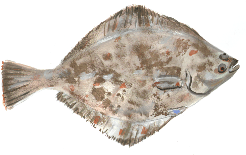 Colorful Flounder Illustration PNG image
