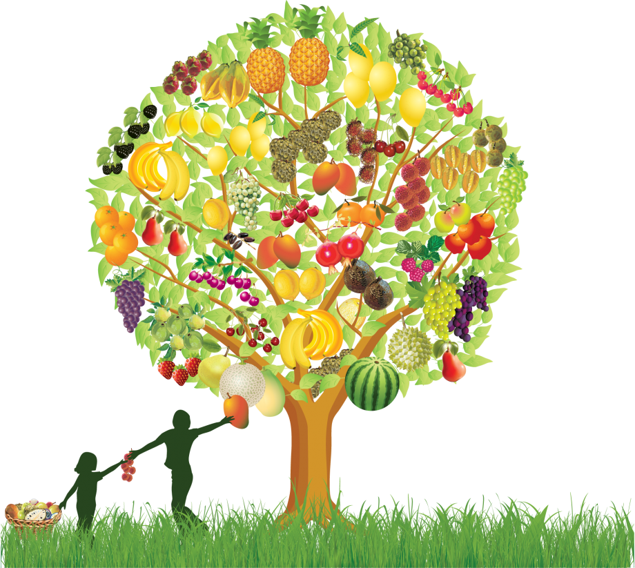Colorful Fruit Tree Illustration PNG image