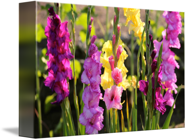 Colorful Gladiolus Flowers Garden PNG image