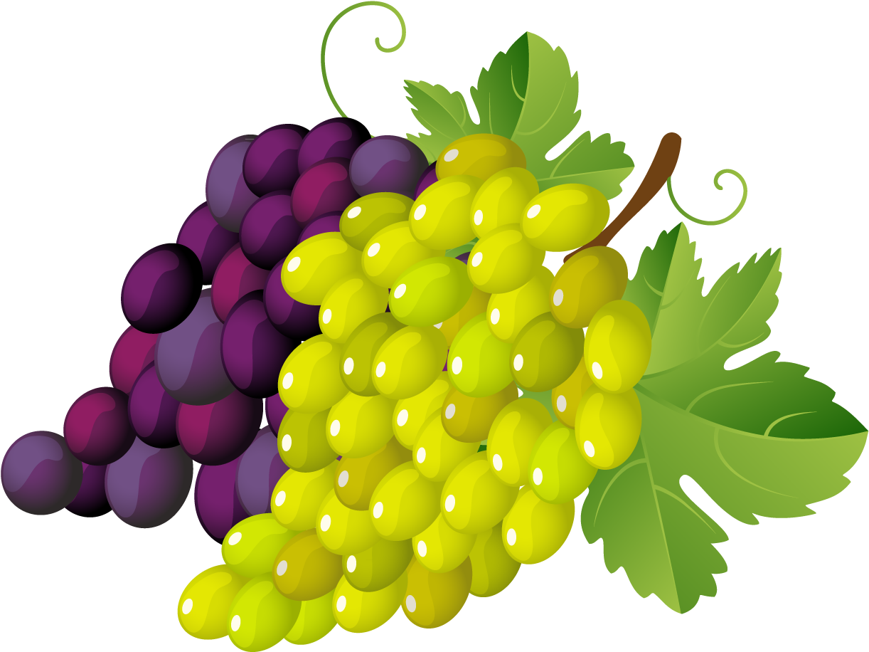 Colorful Grape Bunches Vector PNG image