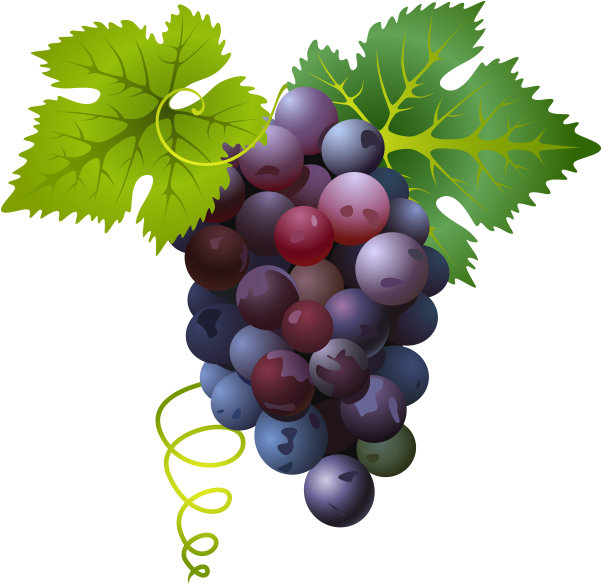 Colorful Grape Cluster Illustration PNG image