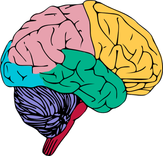 Colorful Human Brain Illustration PNG image