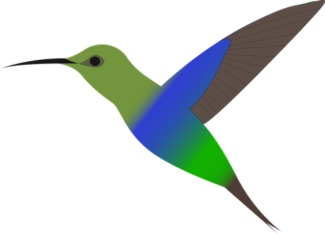 Colorful Hummingbird Vector Art PNG image