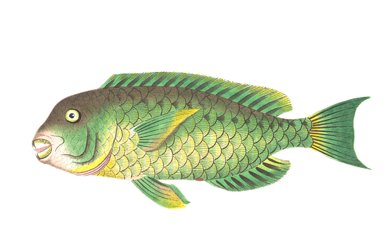 Colorful Illustrated Fish PNG image