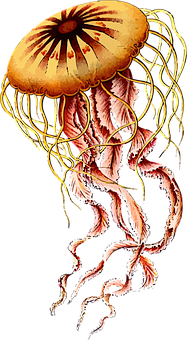 Colorful_ Jellyfish_ Illustration PNG image