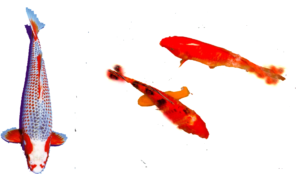 Colorful Koi Fish Swimming PNG image