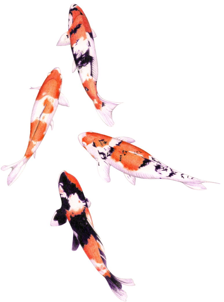 Colorful Koi Fish Swimming PNG image