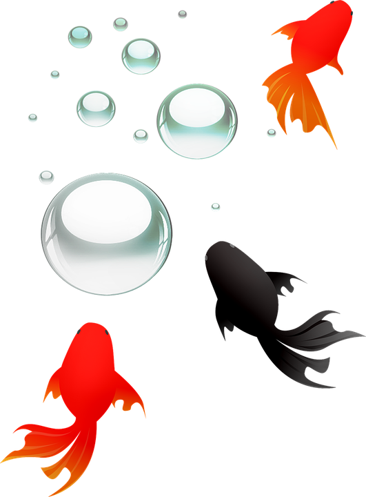 Colorful Koi Fish Vector Illustration PNG image