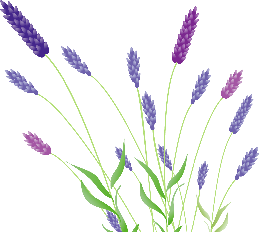 Colorful Lavender Illustration PNG image