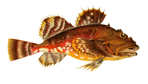 Colorful Lionfish Swimming PNG image