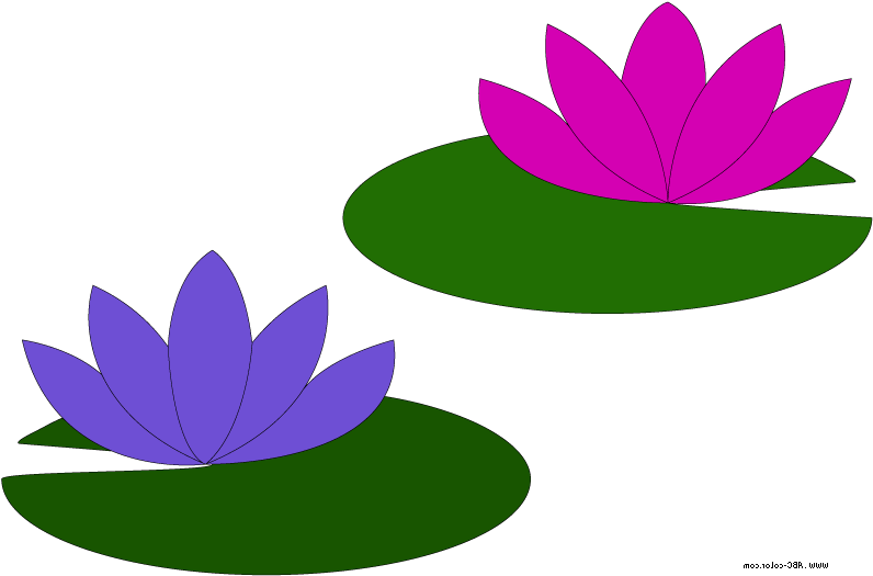 Colorful Lotus Flowers Illustration PNG image