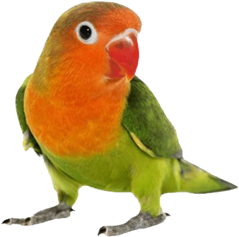 Colorful Lovebird Portrait PNG image