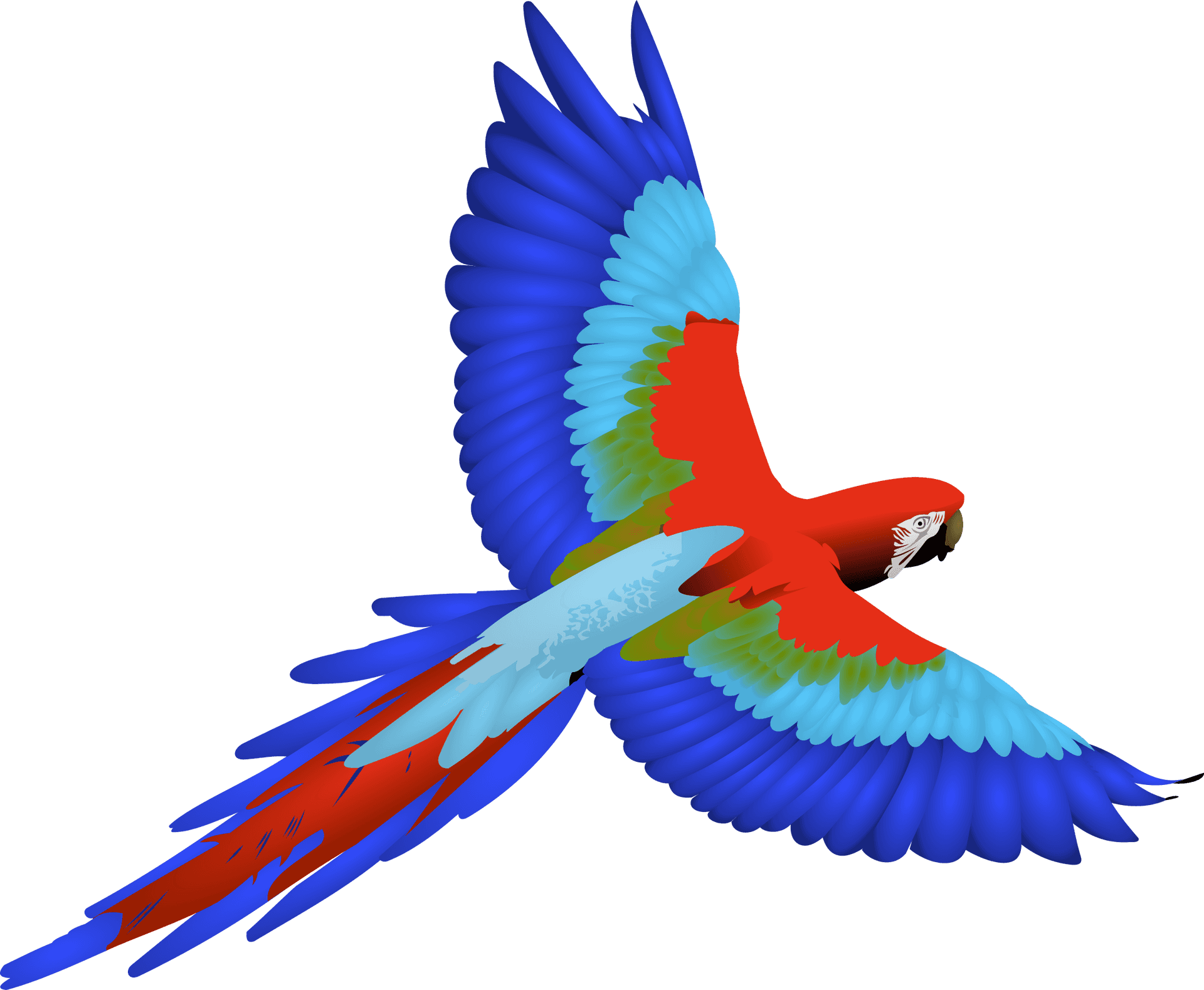 Colorful Macaw In Flight PNG image