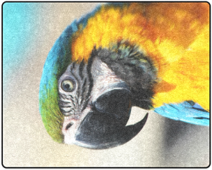 Colorful Macaw Parrot Closeup PNG image