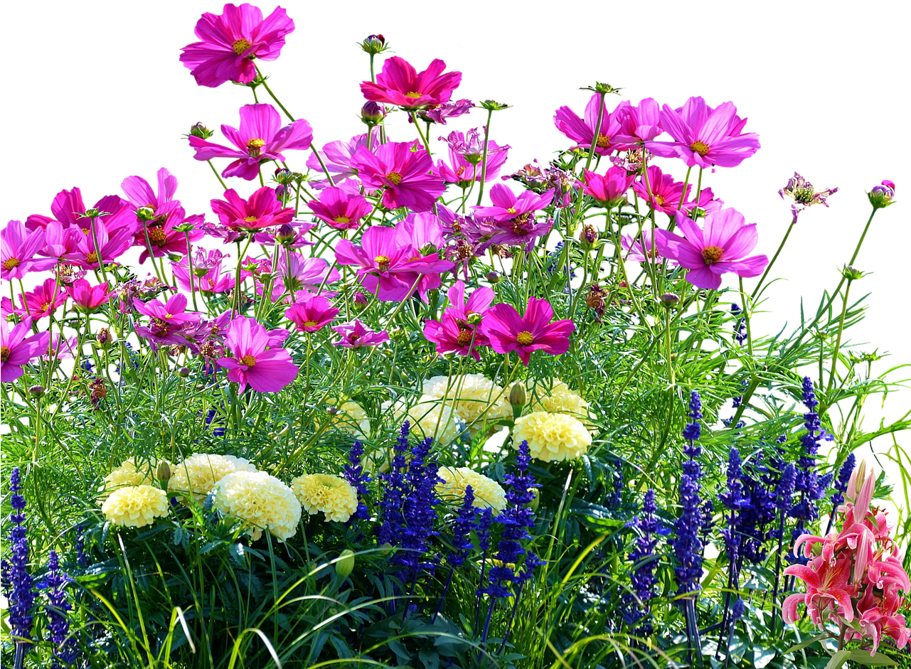 Colorful Meadow Flowers PNG image