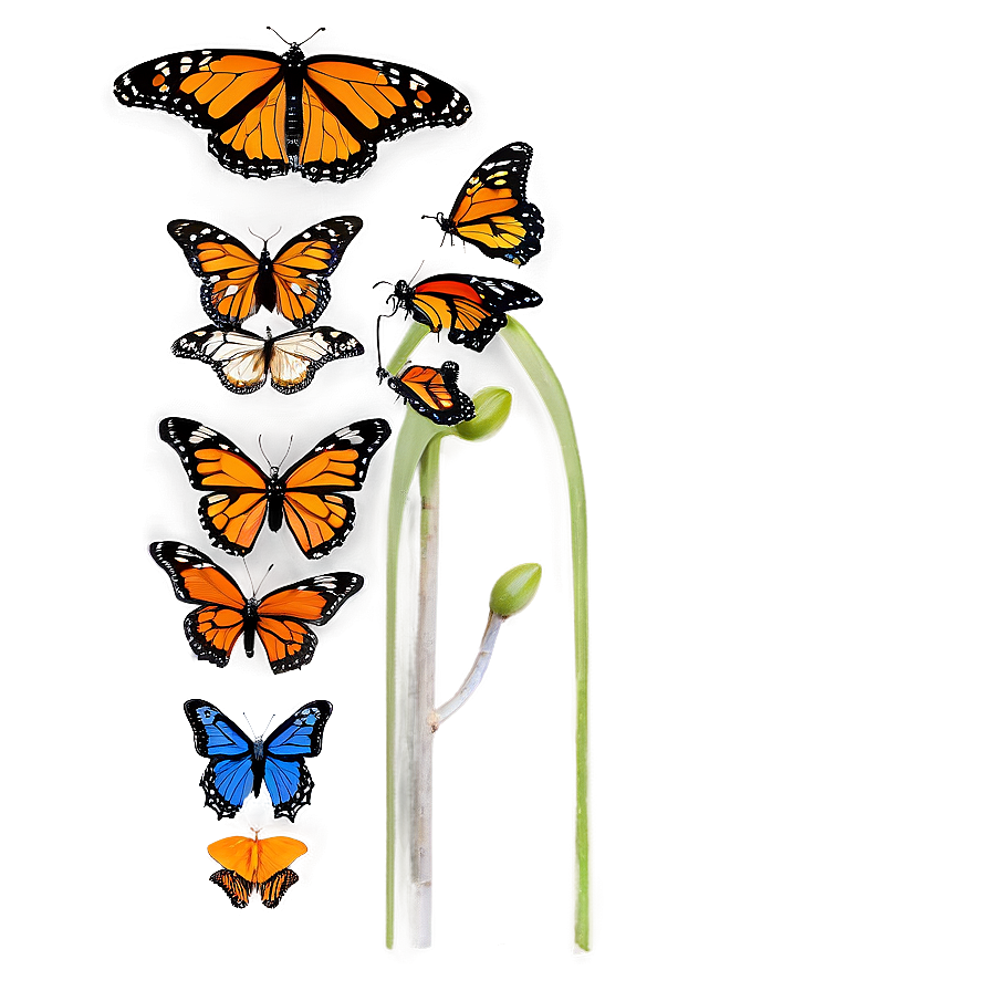 Colorful Monarch Butterflies Png 06252024 PNG image