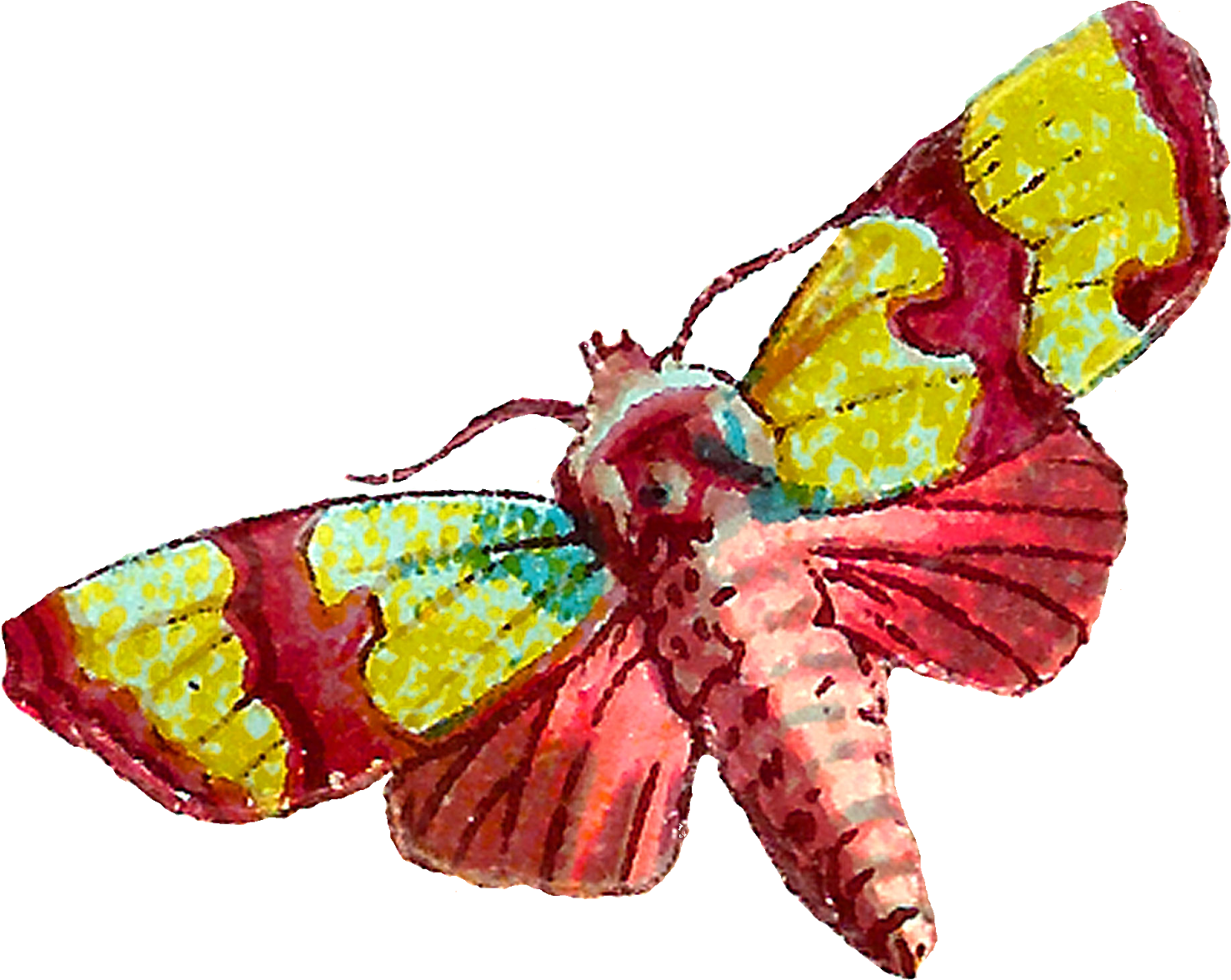 Colorful Moth Illustration PNG image