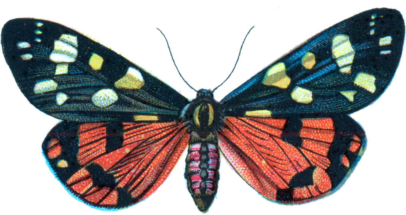 Colorful Moth Illustration PNG image