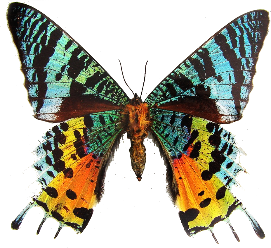 Colorful_ Moth_ Spread_ Wings PNG image