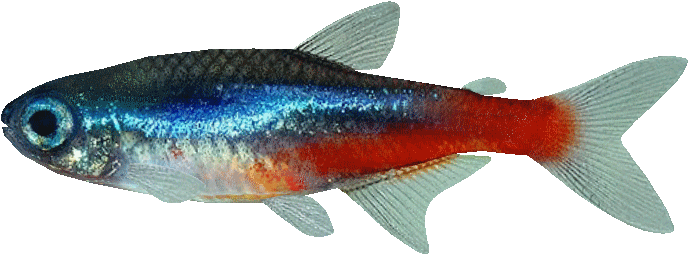 Colorful Neon Tetra Fish PNG image