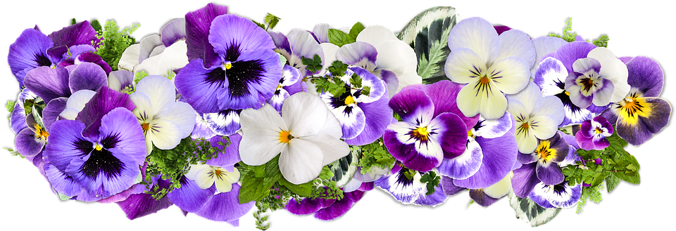 Colorful Pansy Flowers Transparent Background PNG image