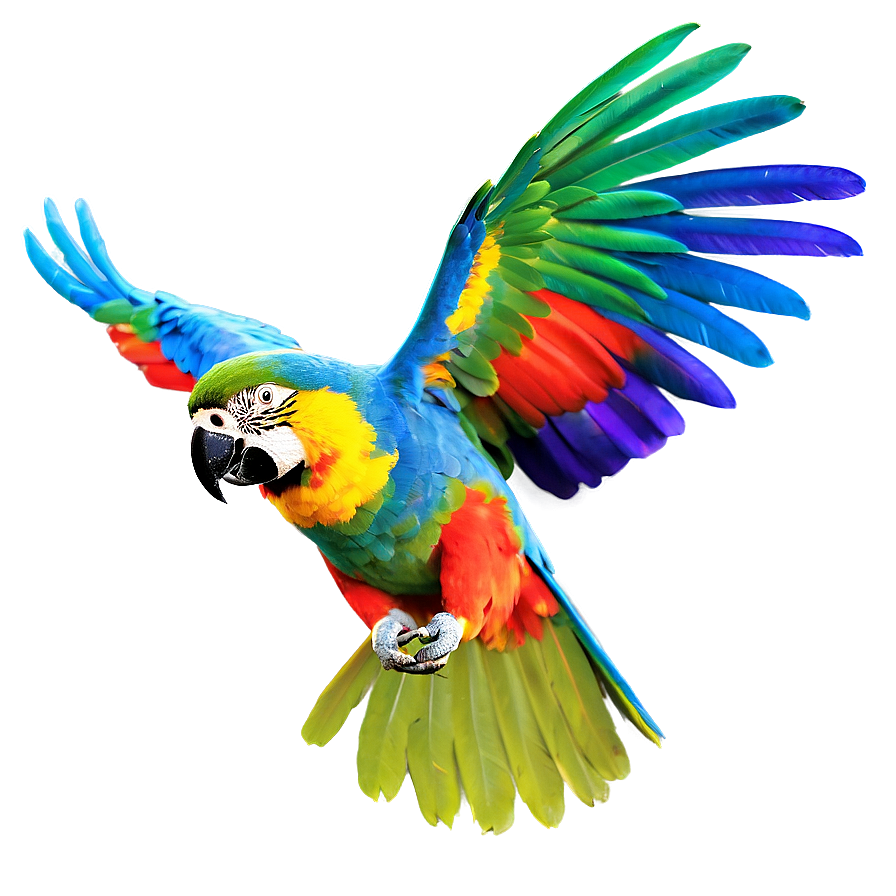 Colorful Parrot Flying Png 7 PNG image