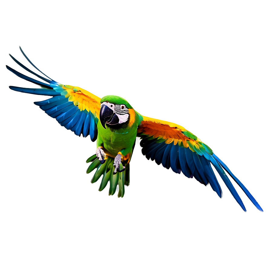 Colorful Parrot Flying Png Rjb60 PNG image