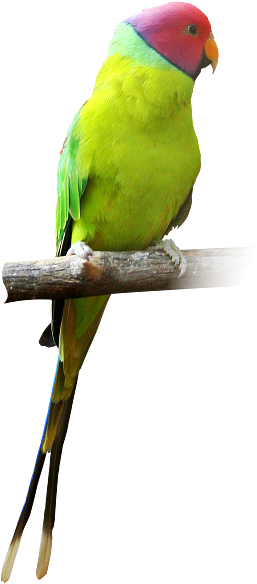 Colorful Parrot Perchedon Branch PNG image