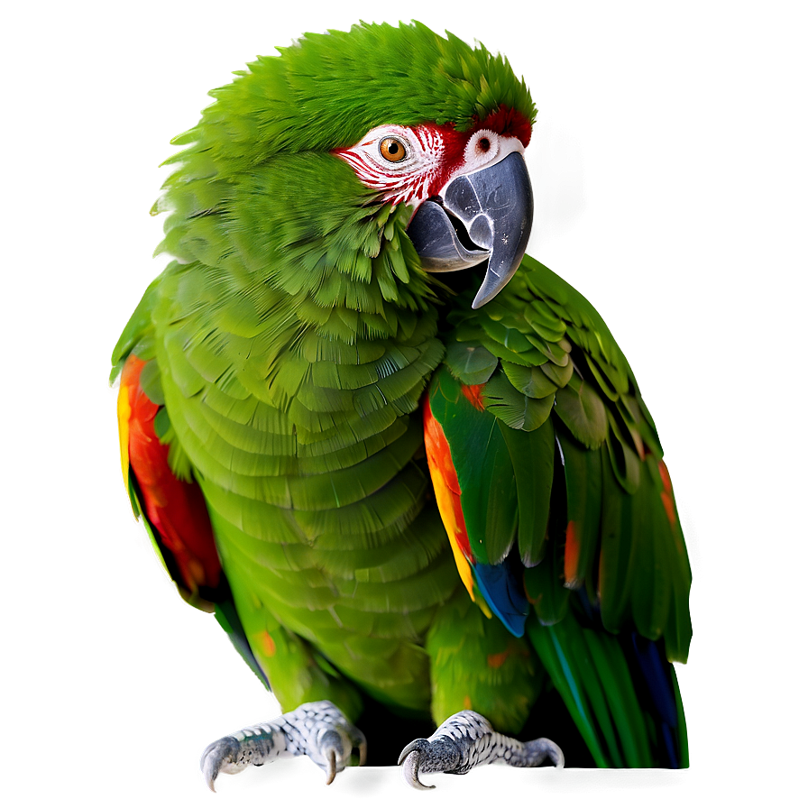 Colorful Parrot Png 44 PNG image