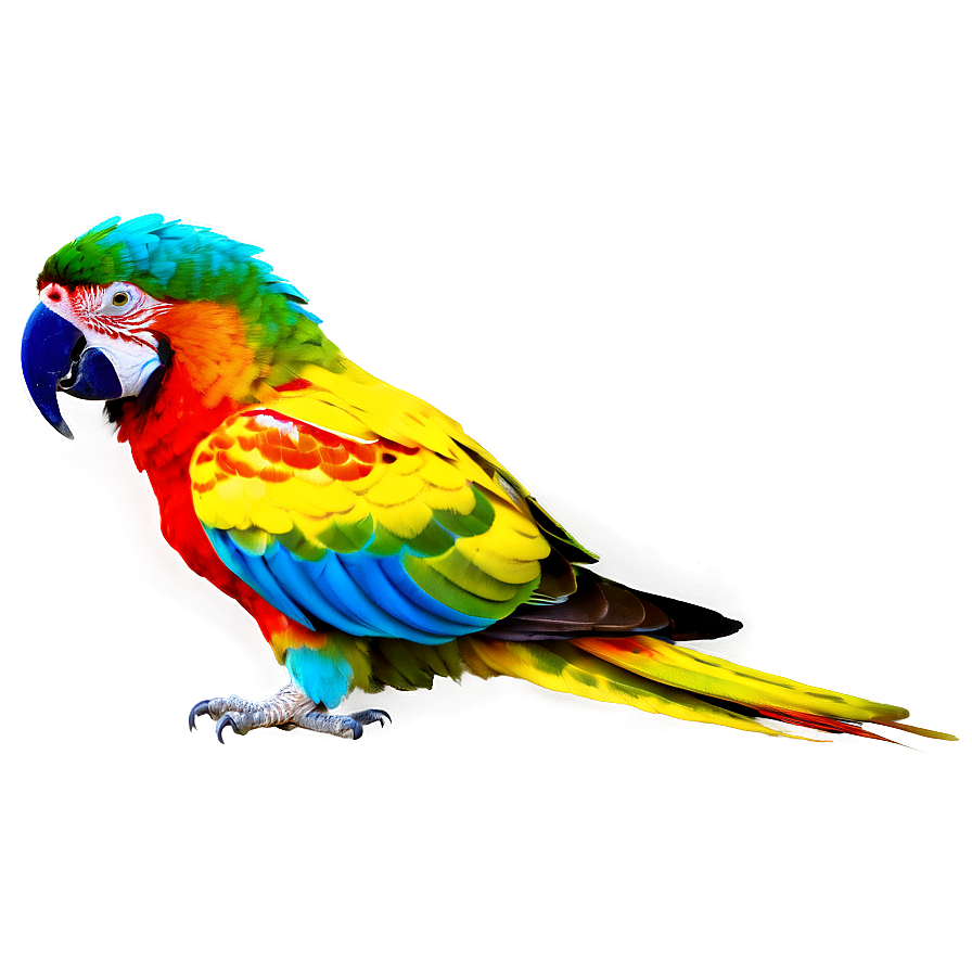 Colorful Parrot Png 88 PNG image