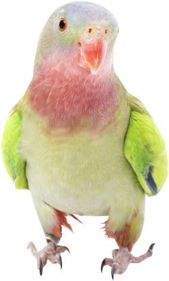 Colorful Parrot Portrait.png PNG image