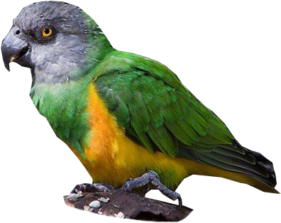 Colorful Parrot Profile PNG image