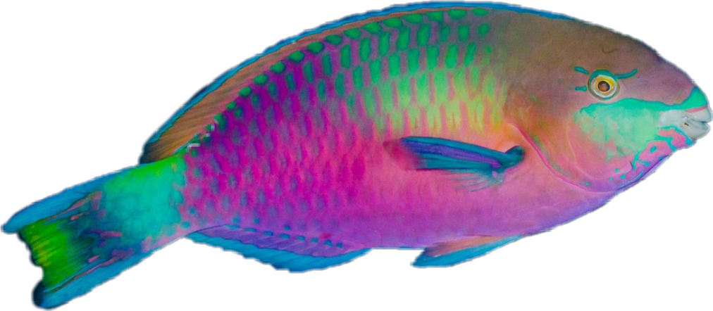 Colorful Parrotfish Side View PNG image